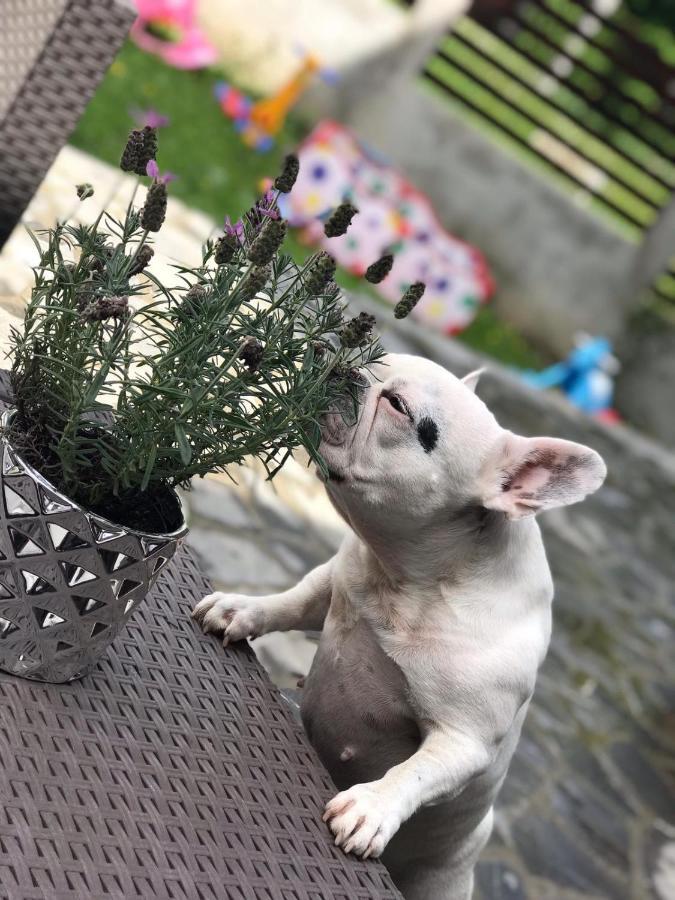 Vila Mama Jana Szászbuda Kültér fotó
